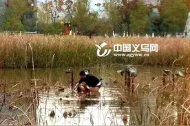 心爱的狗狗落水 大冷天义乌老太下水被困图片