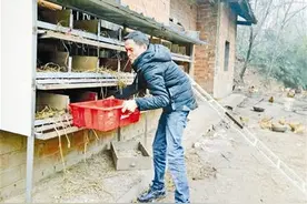 22岁脑瘫小伙 大山深养鸡撑起一个家图片