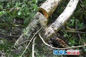 九寨沟有史以来最大一起非法采伐红豆杉案 2人领刑图片