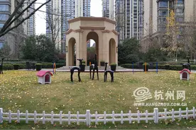 杭州有个小区为宠物开了一个乐园！图片