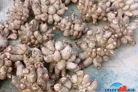 秋冬季节 广东侨乡台山白菜干和鸡爪芋干开始上市图片