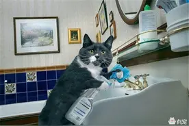 报告！活捉一只偷偷做家务的猫！图片
