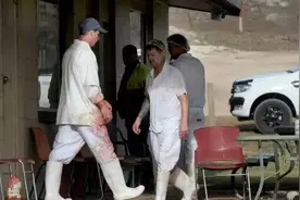 突发一男子在Adelaide Hill被水牛牛角撞伤，已死亡图片