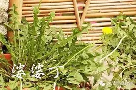 据说，沈阳人春天必做这10件事儿！你看准不准？图片