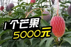 1个芒果5000元，一串葡萄40000块，传说中的天价水果长这样图片