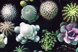 可以隔断电磁辐射的几种常见盆栽图片