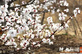 美呆啦！春到麟州，乡村美景惹人醉！图片