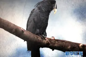 鹦鹉打架断喙 3D打印恢复“颜值”图片