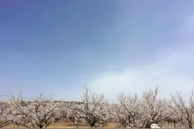 十里杏花沟 古塔邀你来赏春图片