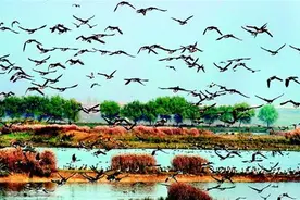 候鸟天堂：武汉东西湖区柏泉府河湿地保护区图片