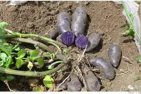 「技术」黑色马铃薯种植管理技术升级图片