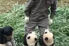 大熊猫便便做成纸巾啦！要不要买一包来擦擦嘴？图片