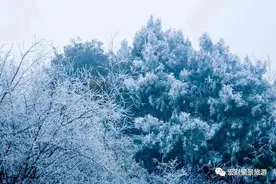「图说凉都」忽如一夜春风来，千树万树梨花开图片