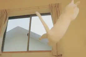 灵魂舞猫！喵星人的反地心引力空中舞蹈图片