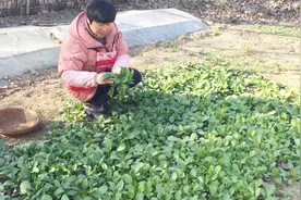一撮菠菜，一根胡萝卜，农村妈妈做出营养早餐，简单又好吃视频封面