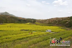 内丘县油菜花田：美丽乡村春光图图片