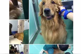 相伴6年狗狗病危，主人全城寻“救命血”图片
