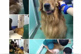 相伴6年狗狗病危，主人全城寻“救命血”图片