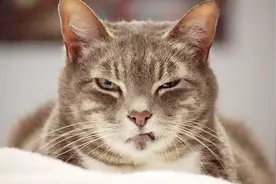 猫咪如果对着你笑 那一定是你精神错乱了 猫咪一直不笑是有原因的视频封面