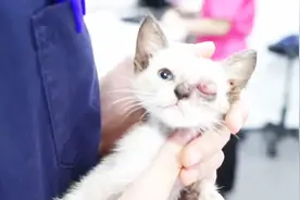 又是熊孩子！流浪小猫咪被砸穿眼球挣扎求生 手就这么贱吗？视频封面