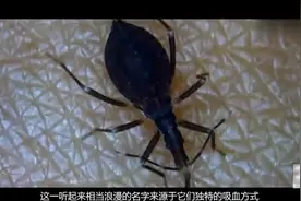 动物世界中五大吸血鬼，蚊子最常见，吸血蝙蝠最出名！视频封面