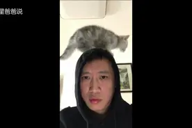 生活不容易啊，女友被抢，电脑也被猫抢着用，还将我踩在脚下抗议视频封面