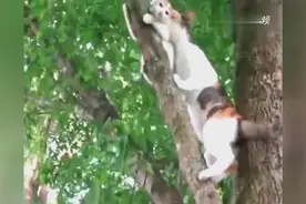 小猫上树下不来，猫妈妈营救失败，亲自示范如何从树上下来！视频封面