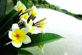 重走漳校 l 梦见你,不曾离开图片