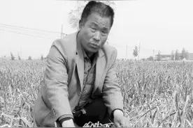 邯郸：六亩大蒜“中毒”枯萎 疑似被人喷洒“除草剂”图片