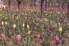 郁金香花开 别样美景别错过图片