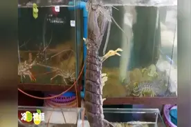 泰国美食：超大的皮皮虾！这次怕是跑不起来了吧！视频封面