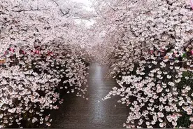 赏樱花不用去日本，宜宾将打造两万亩“樱花世界”！图片