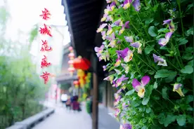 宋城花痴节  坐星巴克看王家二小姐抛绣球撩汉子图片