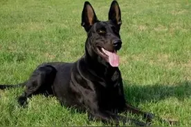中国本土最全能型犬：黑狼犬，外形优美毛色发亮绝美图片