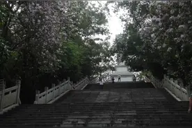 人间四月美如画  紫荆花竞相绽放图片