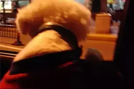 把头伸出车窗外是一种什么体验？图片