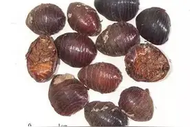 跟我识中药 | 土鳖虫食材药用两不误图片