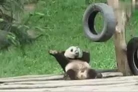 大熊猫：是谁说我笨的，今天跳段肚皮舞给你们看看！图片