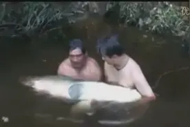 大鱼被鱼线缠住挂水底溺水身亡，几人下水把鱼捞了上来图片