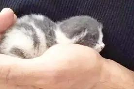 国外男子捡了一只流浪猫，无时无刻都粘着，这是养了个女朋友吧视频封面
