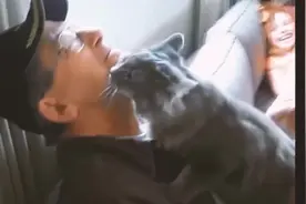 谁说猫都是养不熟的？来看看猫咪与长久不见的主人重逢的情景视频封面