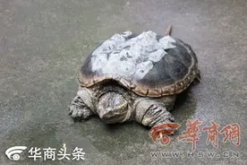 男子汉江边捡到凶猛怪龟 原是外籍入侵物种鳄龟图片