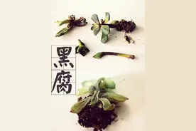多肉植物发黑腐烂-遇到黑腐病怎么办？图片