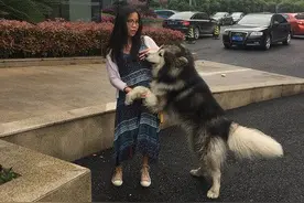 谁家的阿拉斯加 当街撩妹图片