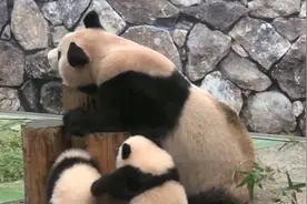 大熊猫妈妈心情不好被打扰，叼起宝宝拖去玩视频封面