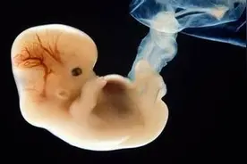 真假怀孕？呕吐、体温升高算怀了吗？图片