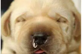 通过狗鼻子来确认狗狗身体的健康，来看看吧！图片