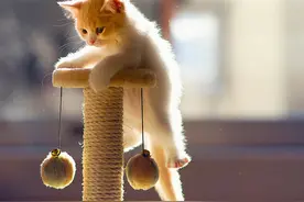 猫咪太胖也是一种病！看看你的猫咪是不是该减肥啦！图片