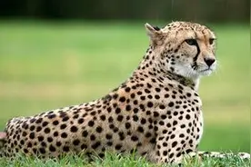 阿拉伯土豪们养的宠物竟然是猎豹，有钱就是任性图片
