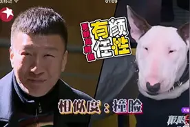 长得很像孙红雷的狗爆红网络，牛头梗撞脸颜王笑翻天图片